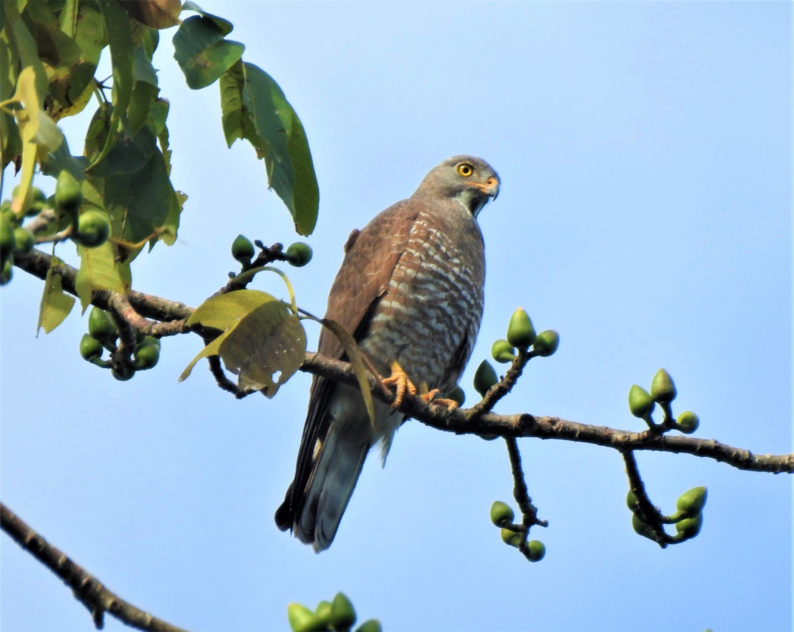 image Grey-faced Buzzard